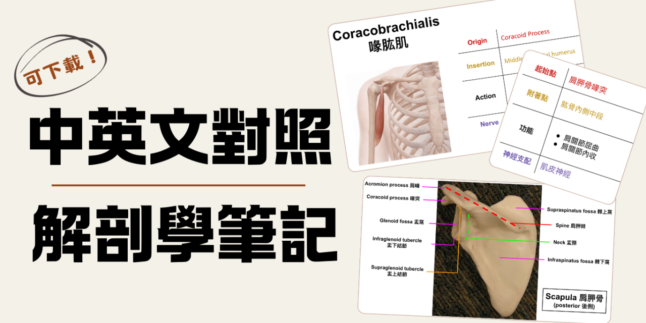 中英文解剖學筆記