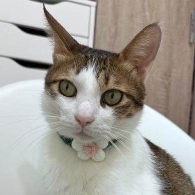 L's L's DIY 寵物項圈 – 融入溫暖手作靈魂