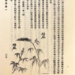 麻沸散