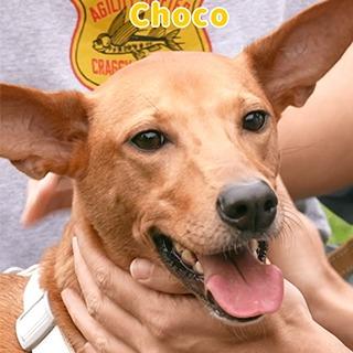 寵愛食剋3D搞定寵物內外寄生蟲！