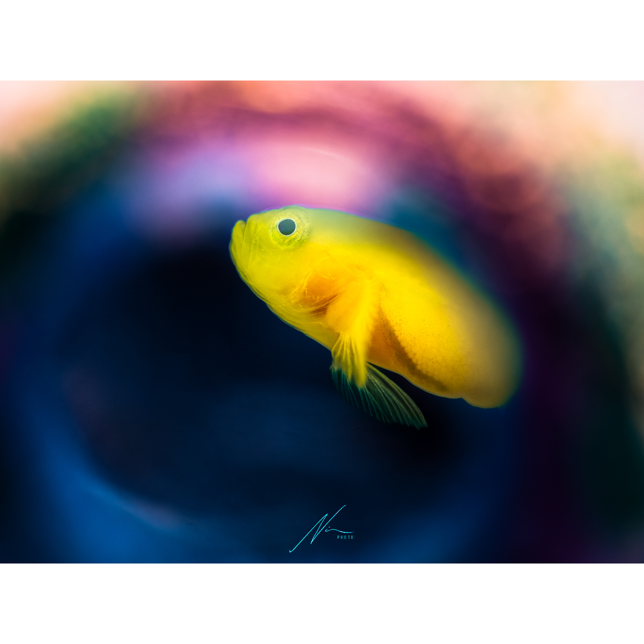 OceanBlueming Anilao 拍攝