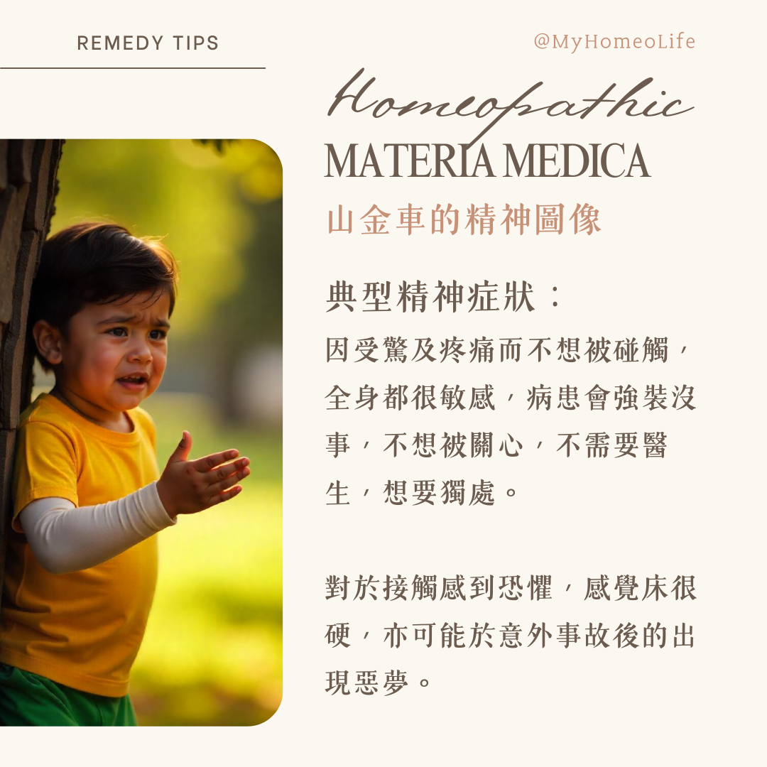 山金車 Arnica 順勢療法 homeopathy