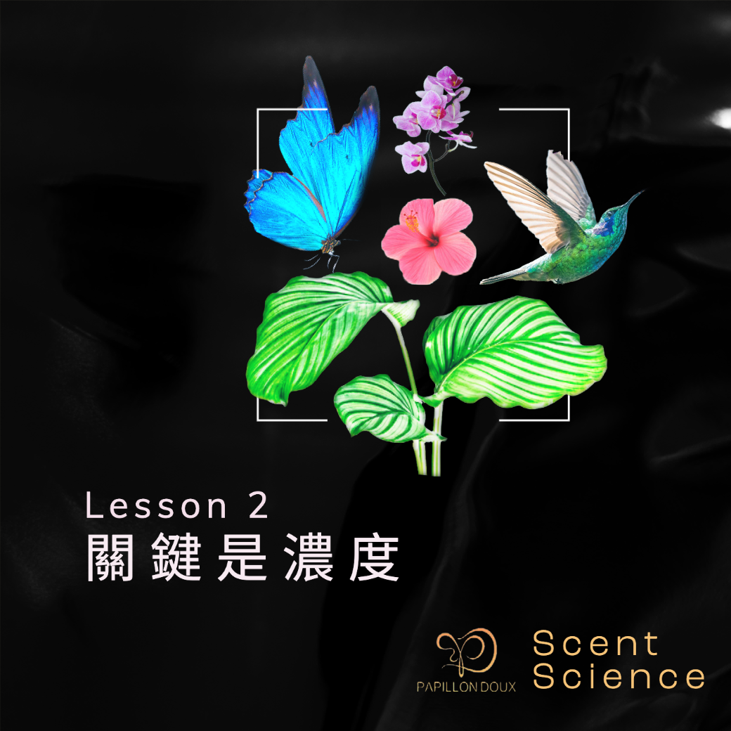 papillondoux香水科學之調香濃度是香味關鍵