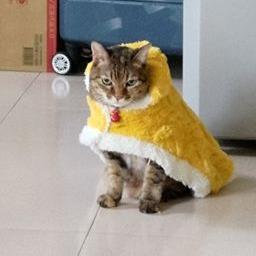 禁餅乾🔞 補丁