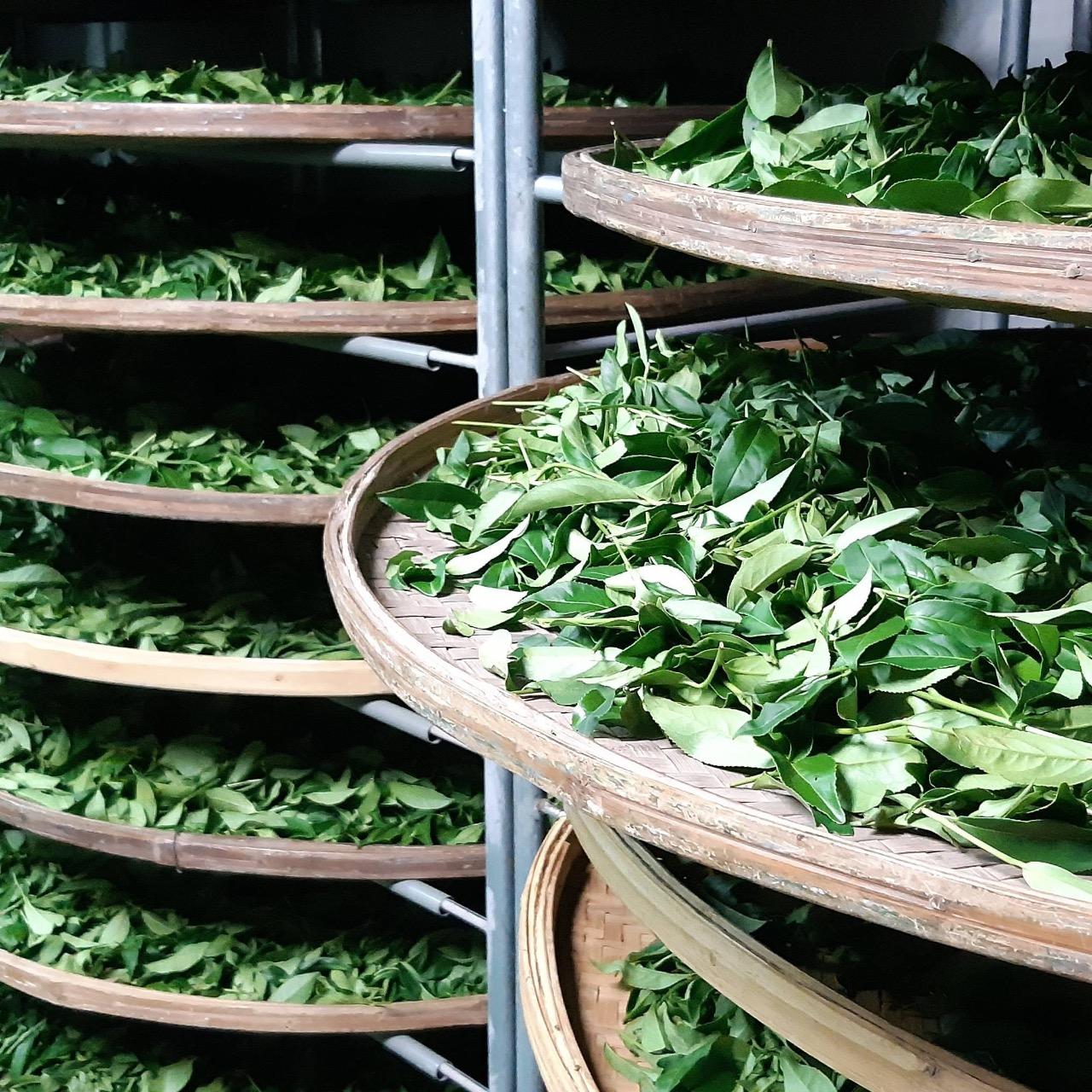 2026坪林螢光季｜螢光樂園