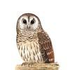 owlbook