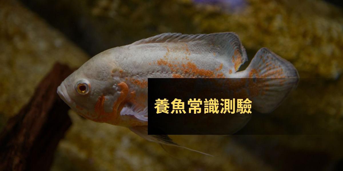 魚活通 Fish Activity Information 養魚知識小測驗