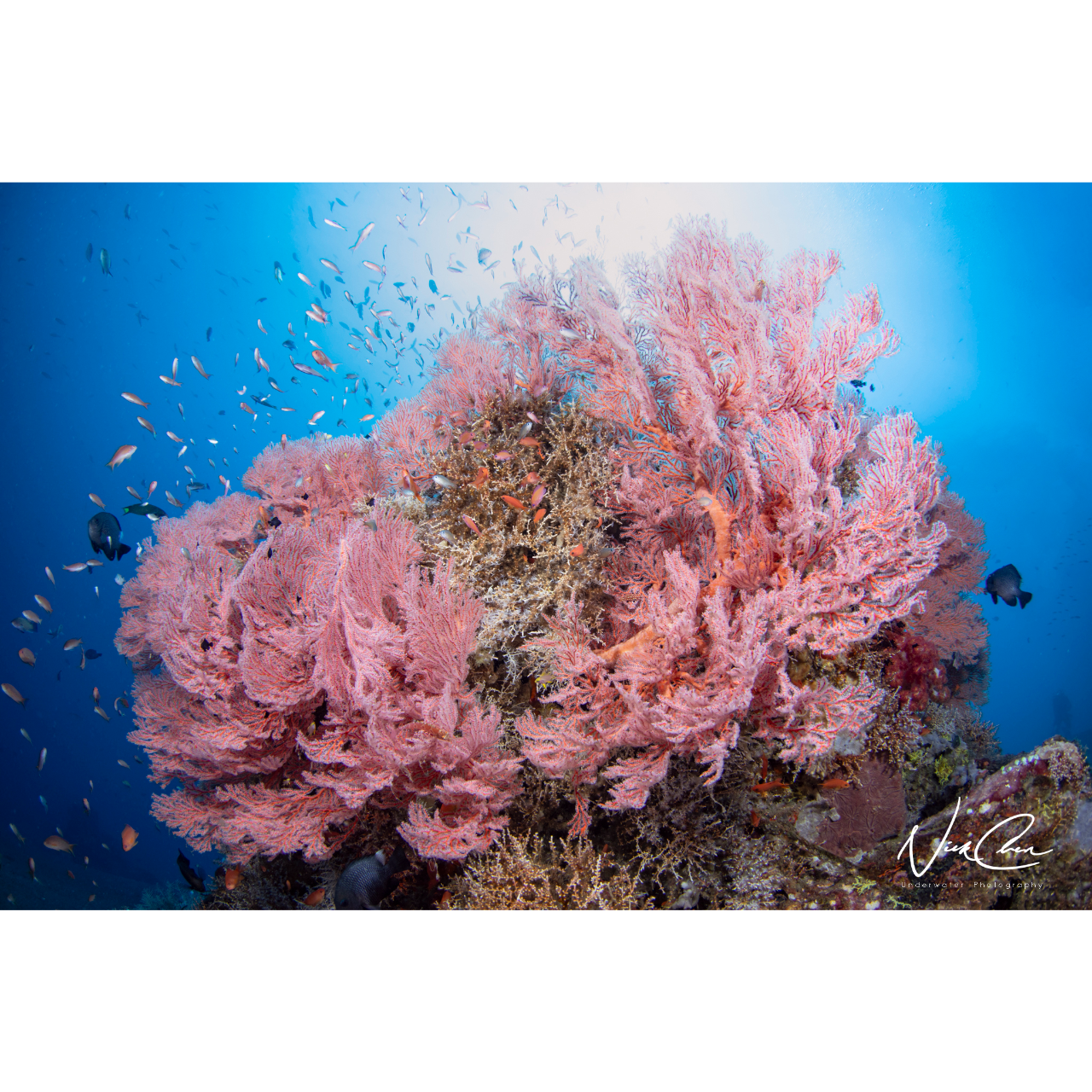 OceanBlueming 拍攝於峇里島/amed阿美