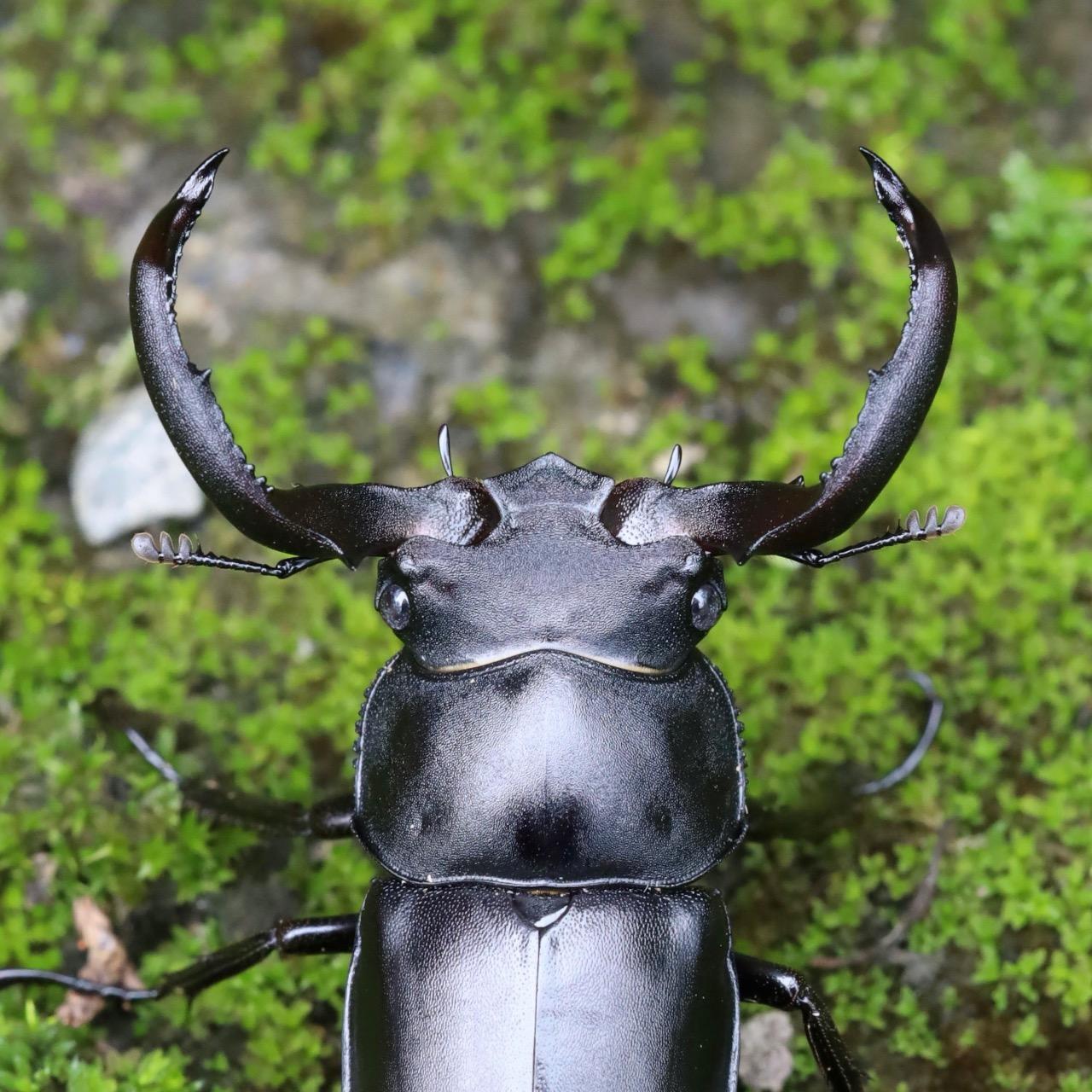 鹿角鍬形蟲 Rhactulus crenatus crenatus