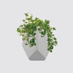 森 多 嬰兒淚