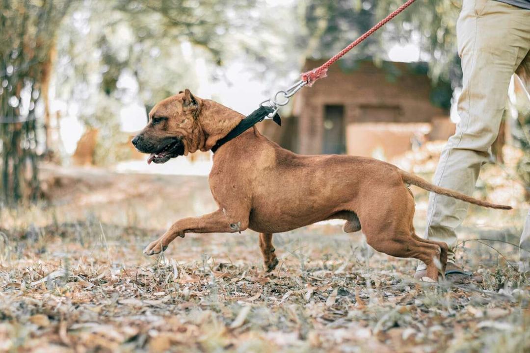浪犬博士-狗兒家庭教育學院 狗狗出門不受控、暴衝扯牽繩？教你新手遛狗 5 大招！
