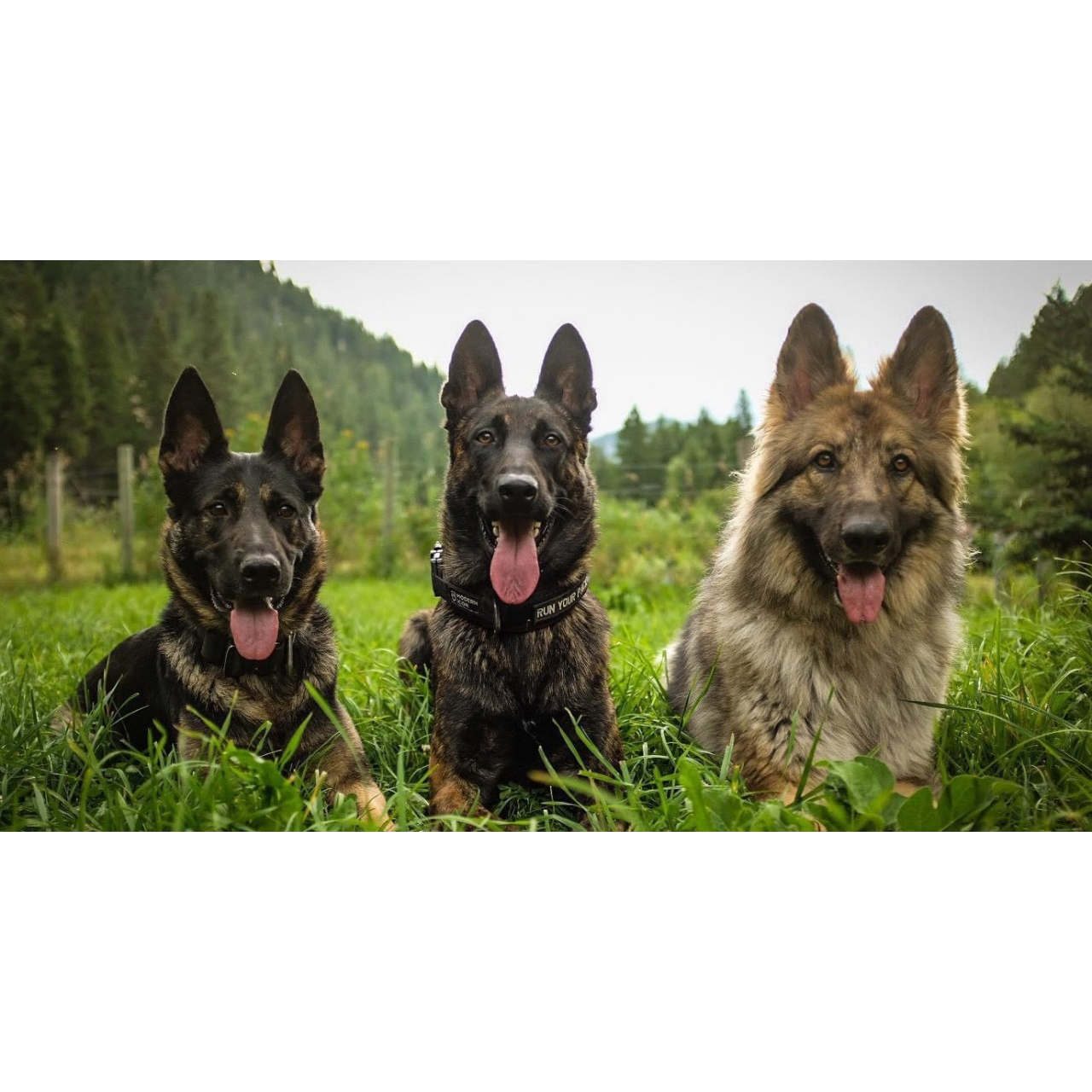 狗狗訓練師 訓犬師 寵物訓練師