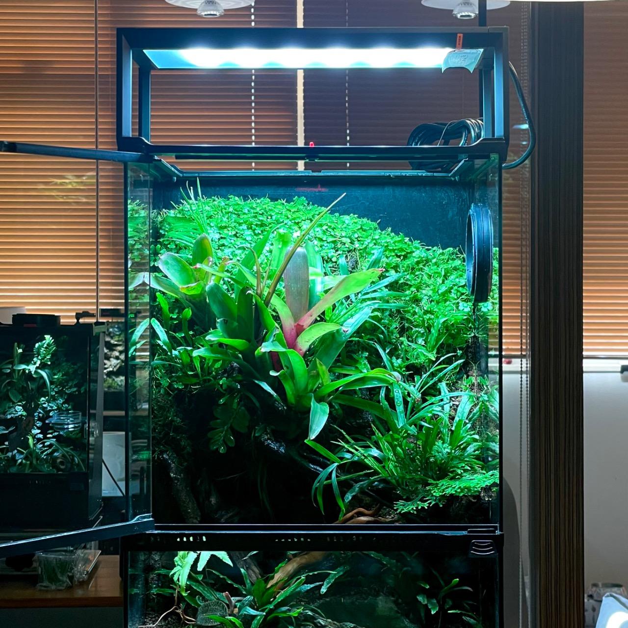 vivarium, frog, reptile