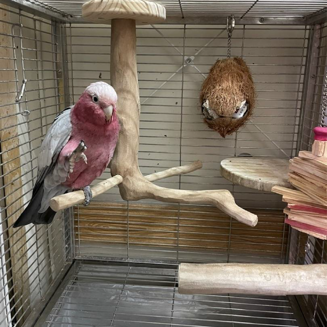 魚雁木坊│鸚鵡寄宿x站台玩具 寄宿服務