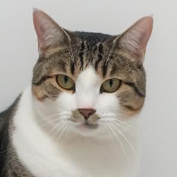 小貓島Kittensisland 小貓島 王老五