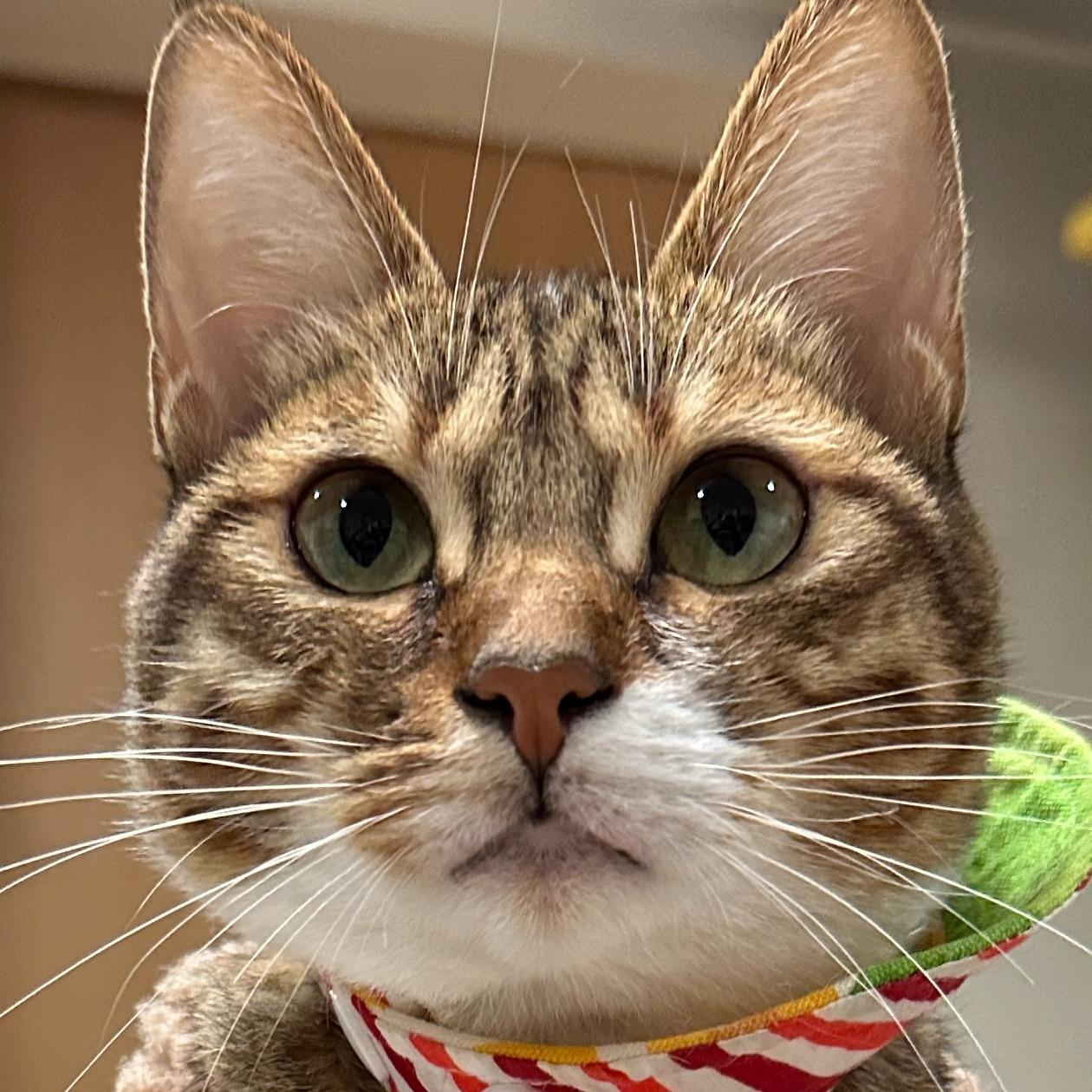 MOMO 虎斑、貓、虎斑貓、貓咪、cat