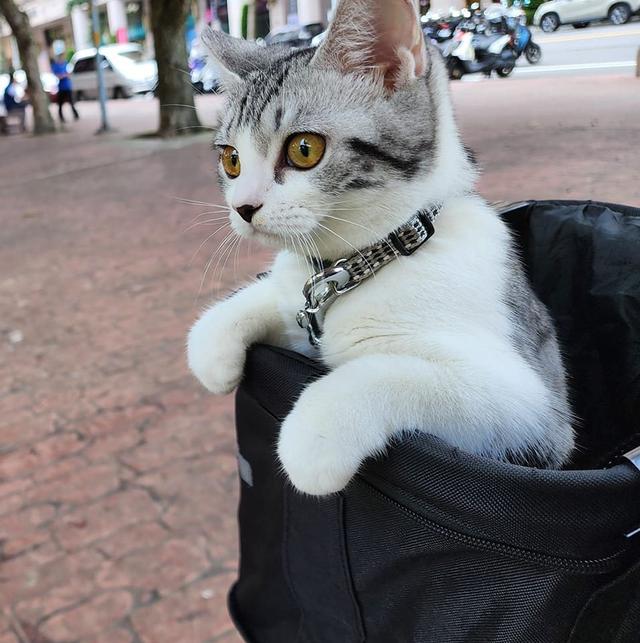 摸摸
