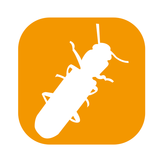 蛀蟲 蠹蟲 粉屑 吃木頭蟲