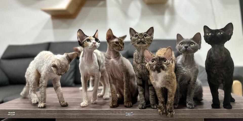 德文卷毛貓｜捲雲貓舍 ABOUT US