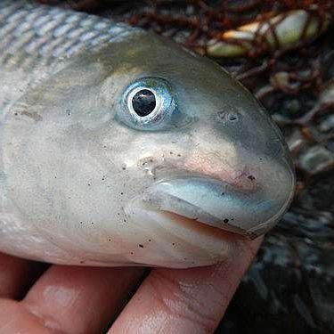 台灣阿魚