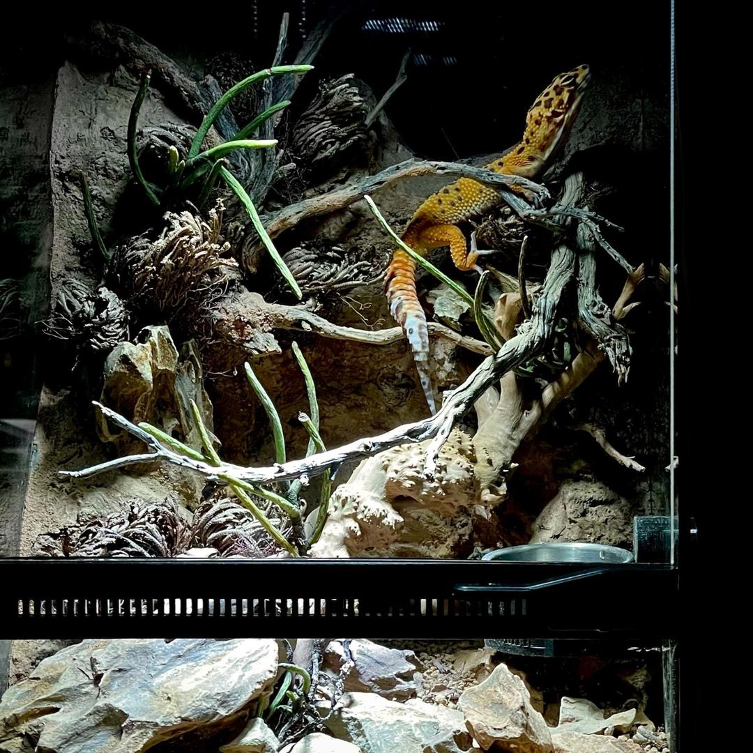 MeP Lab aquascape