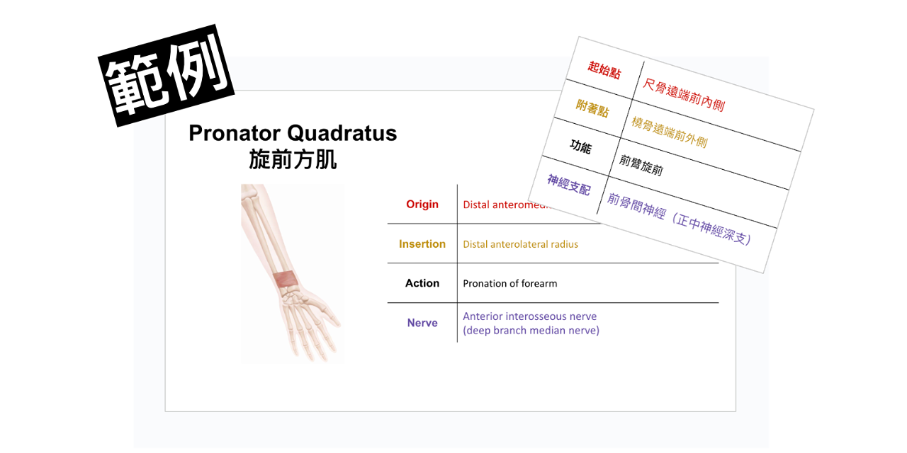 中英文解剖學筆記（骨骼＋肌肉, 400頁, 可下載）