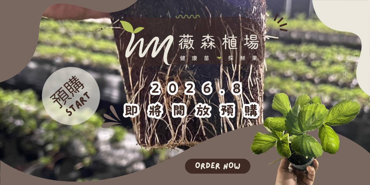 薇森植場 草莓園 草莓苗