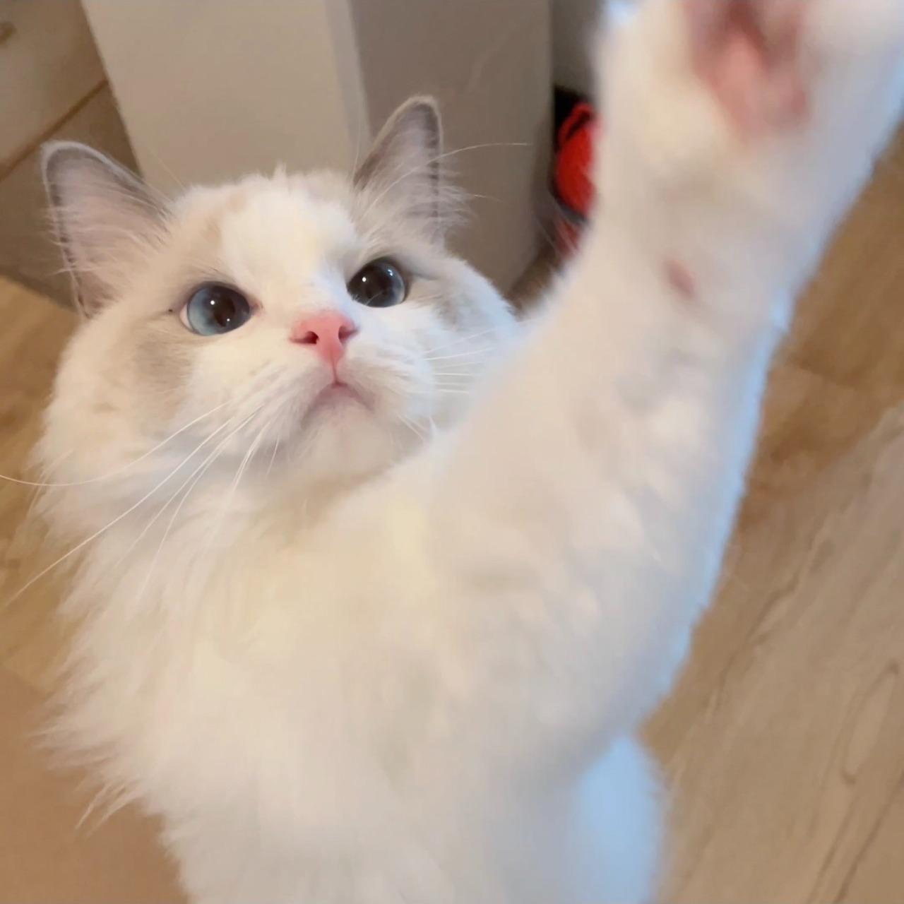 tsuitsui_ragdoll 貼圖這邊走~