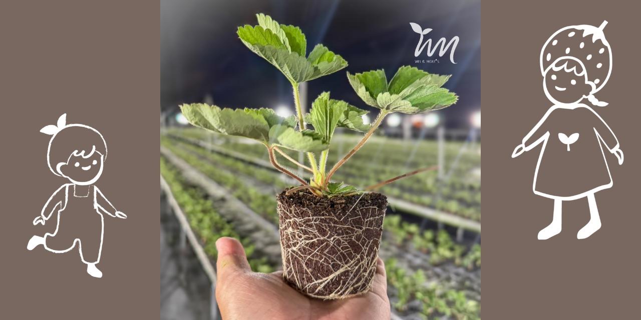 薇森植場 草莓園 草莓苗