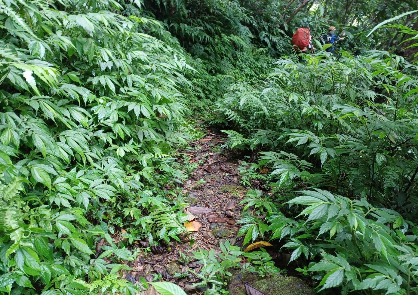 mountain_lohas 台灣山野樂活 2026年四分尾山會師-紙寮坑古道線