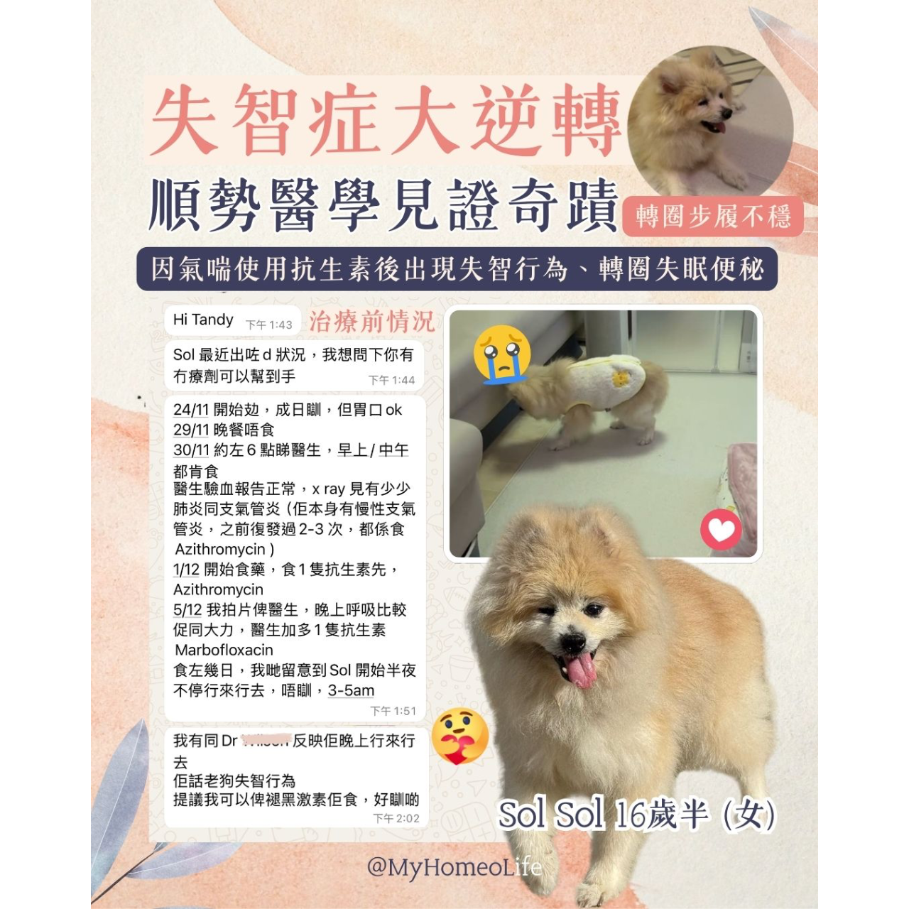 老犬 失智 松鼠 寵物治療 順勢療法  自然療法