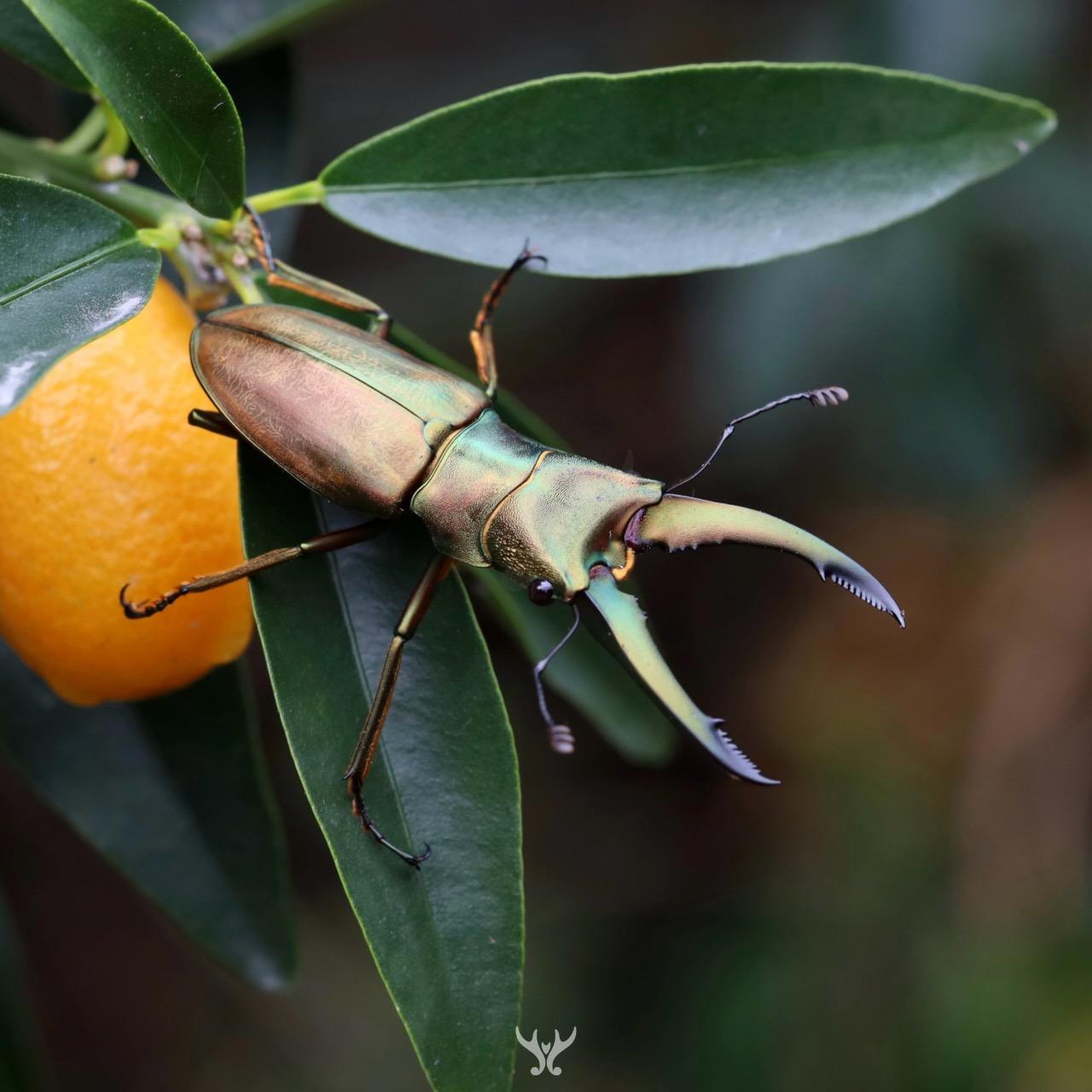 周氏細身赤鍬形蟲 Cyclommatus chewi