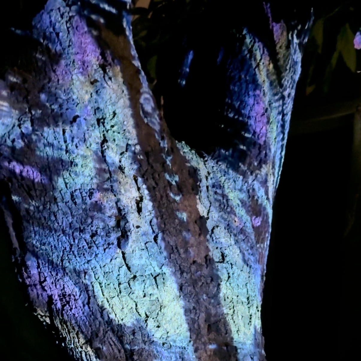 KIKI WU Video mapping on tree