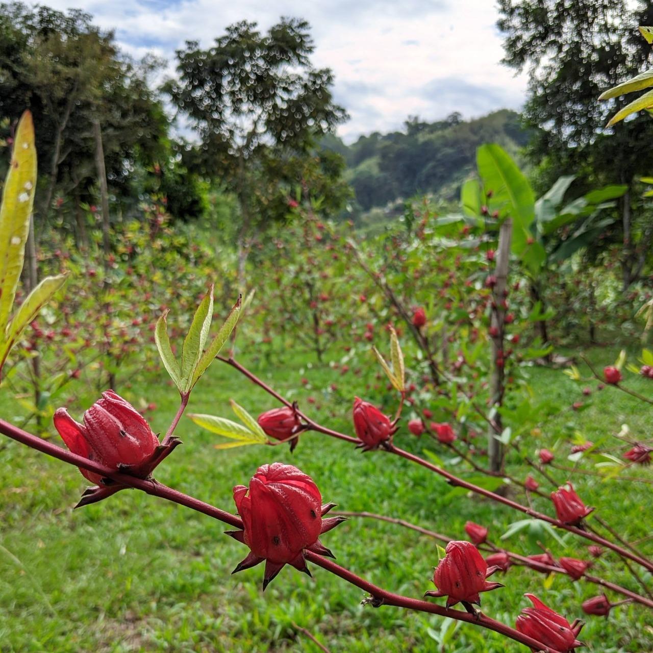 建新農家行 自有新社農園