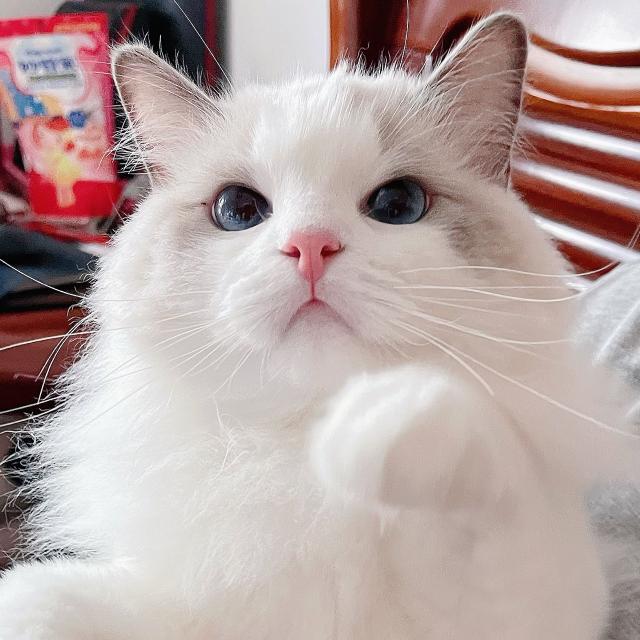 tsuitsui_ragdoll