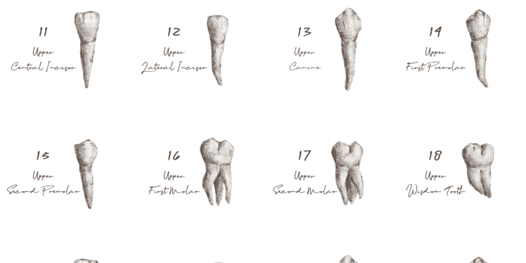 牙技師的牙齒們 牙技師的牙齒們 3 (歯の素描）