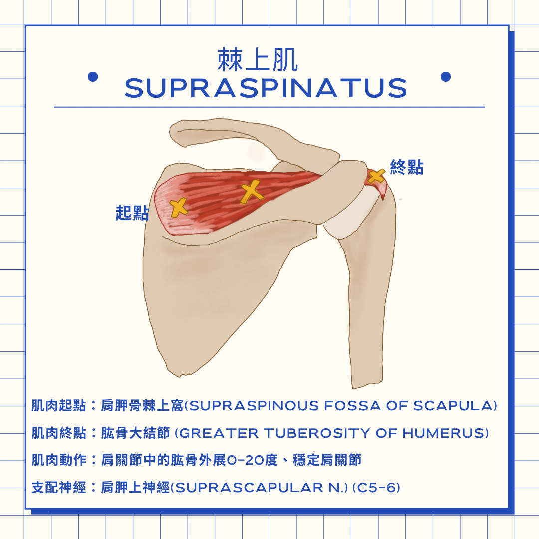 Yo 物理治療師 旋轉肌群-棘上肌