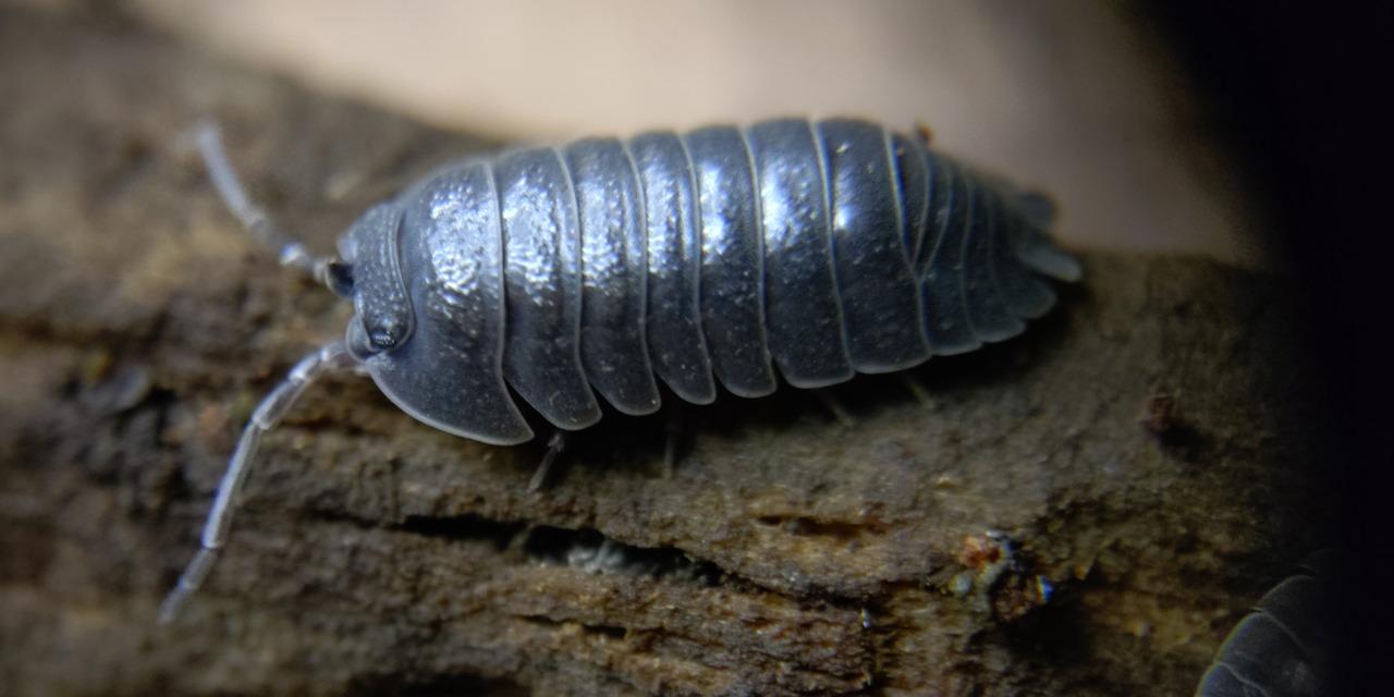 只鼠於你（isopod belongs to you） 大獨角獸鼠婦 Armadillidium pallasii (formerly frontirostre)