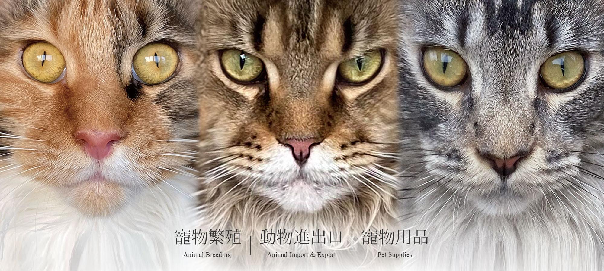 路西恩緬因貓舍｜全預約制🐱