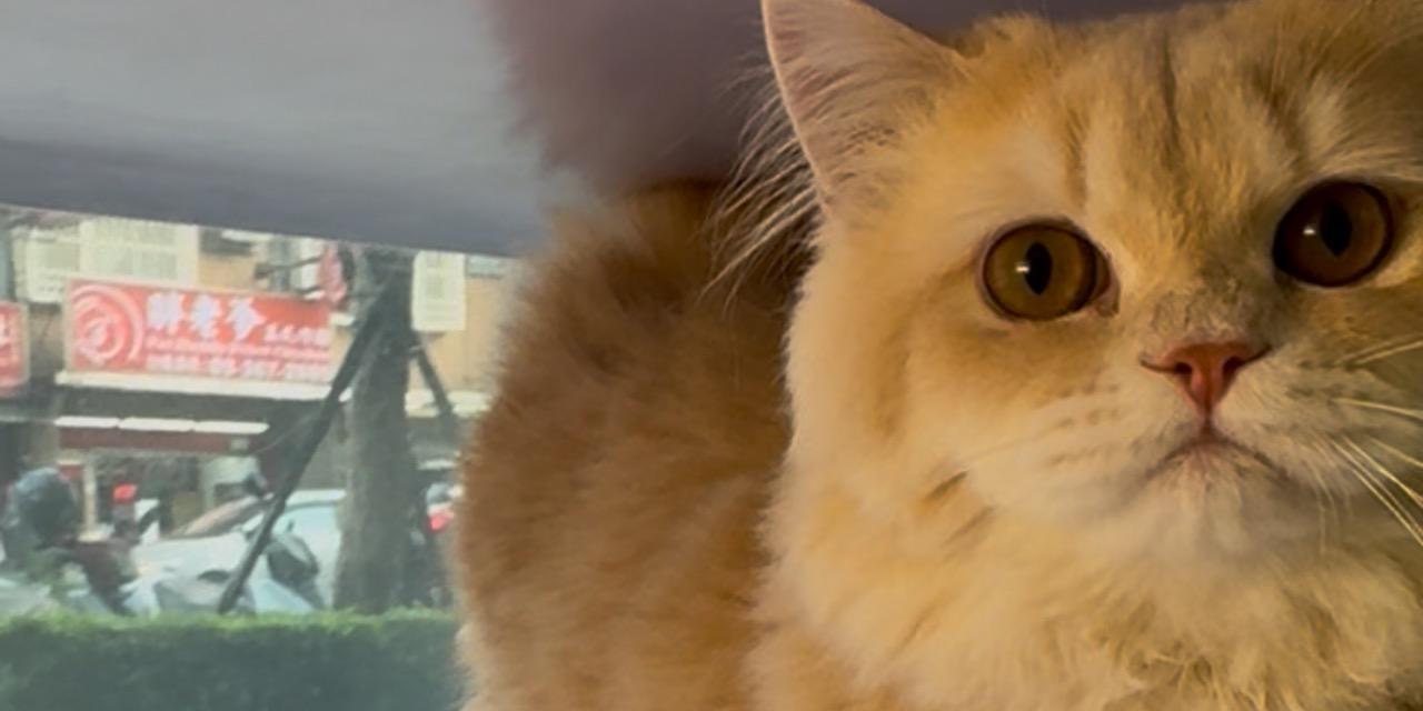 奶油曼赤肯  曼赤肯 短腿貓