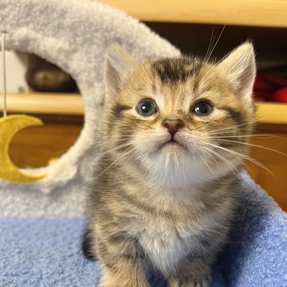 霧唇養貓找小云☁️繽麗貓舍店長 短腿貓