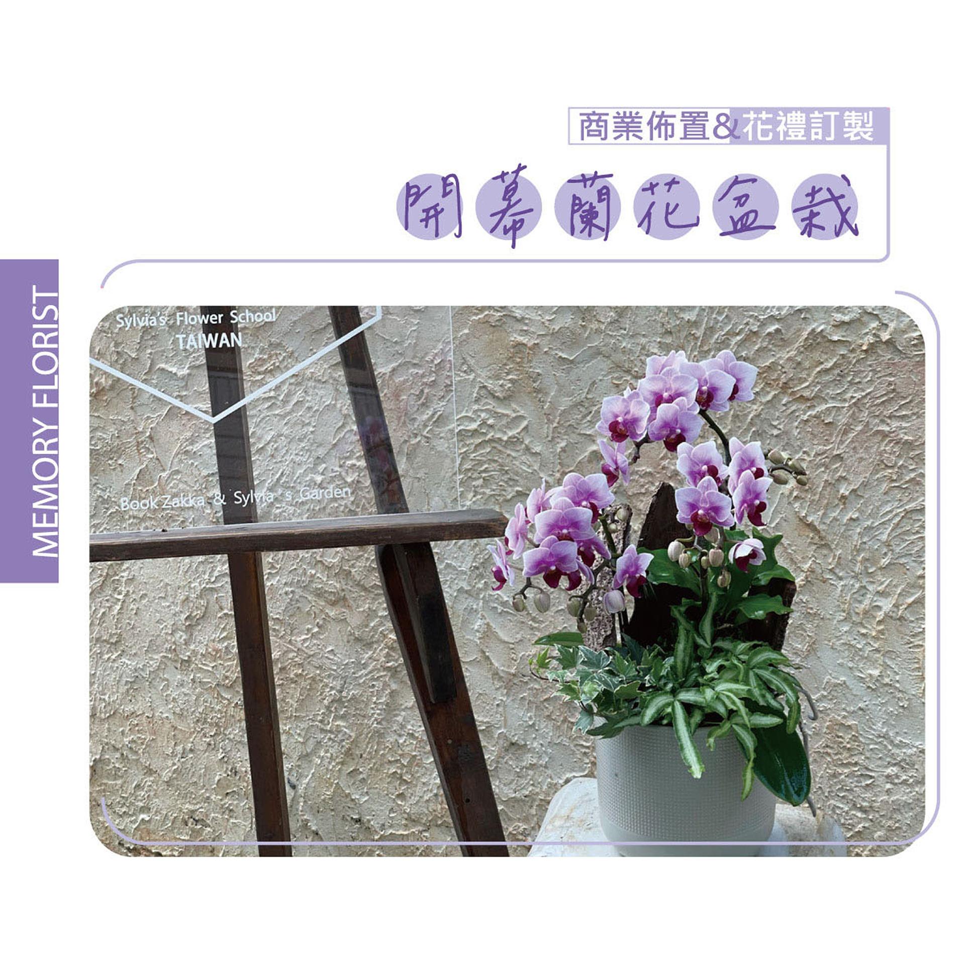 Memory Florist 憶想花開 開幕蘭花盆栽