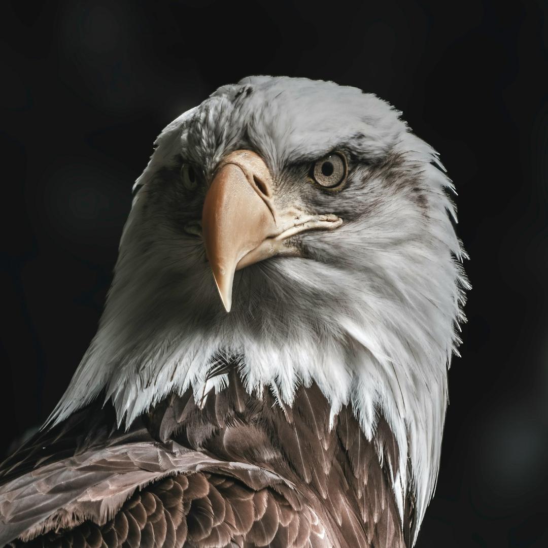 什麼是力量動物？