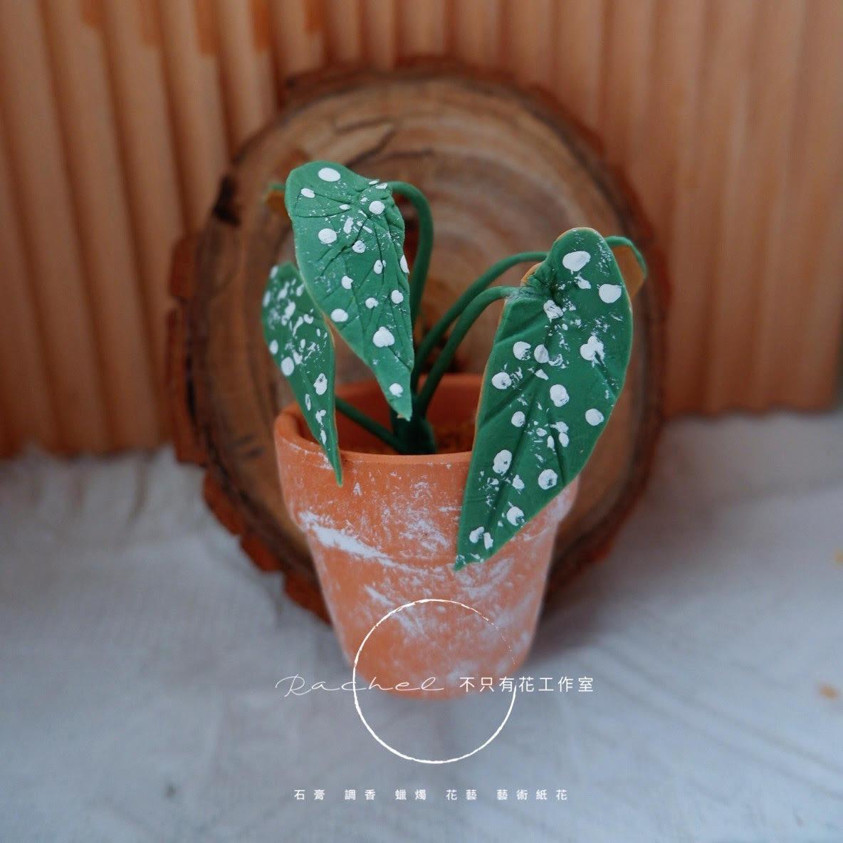 石膏捏塑植物桌上型(可客製化)