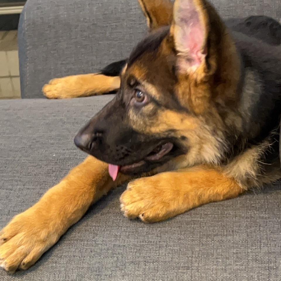 如何訓練你的狗-湯頭拔 狗狗訓練師 訓犬師 寵物訓練師