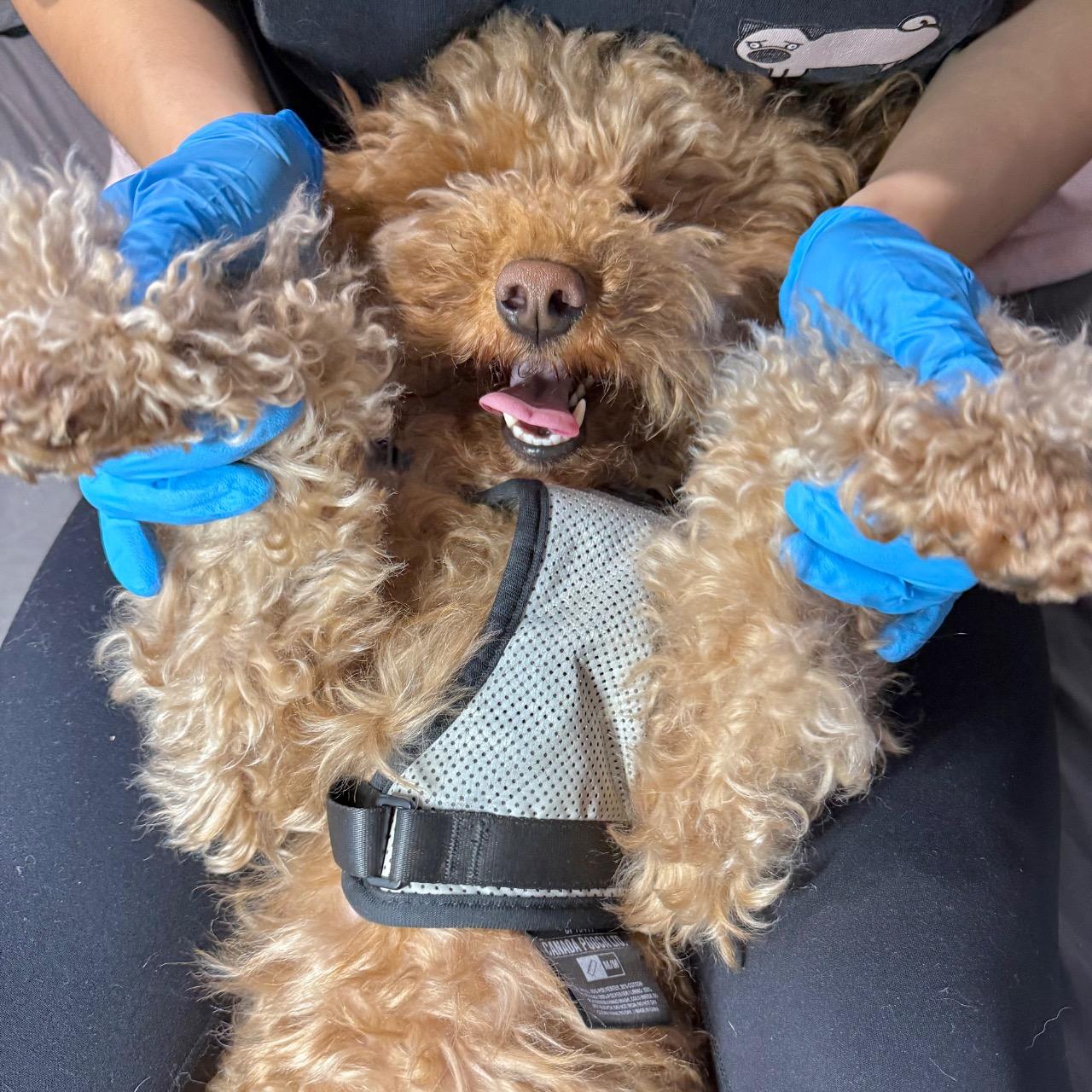Sniff & Smile