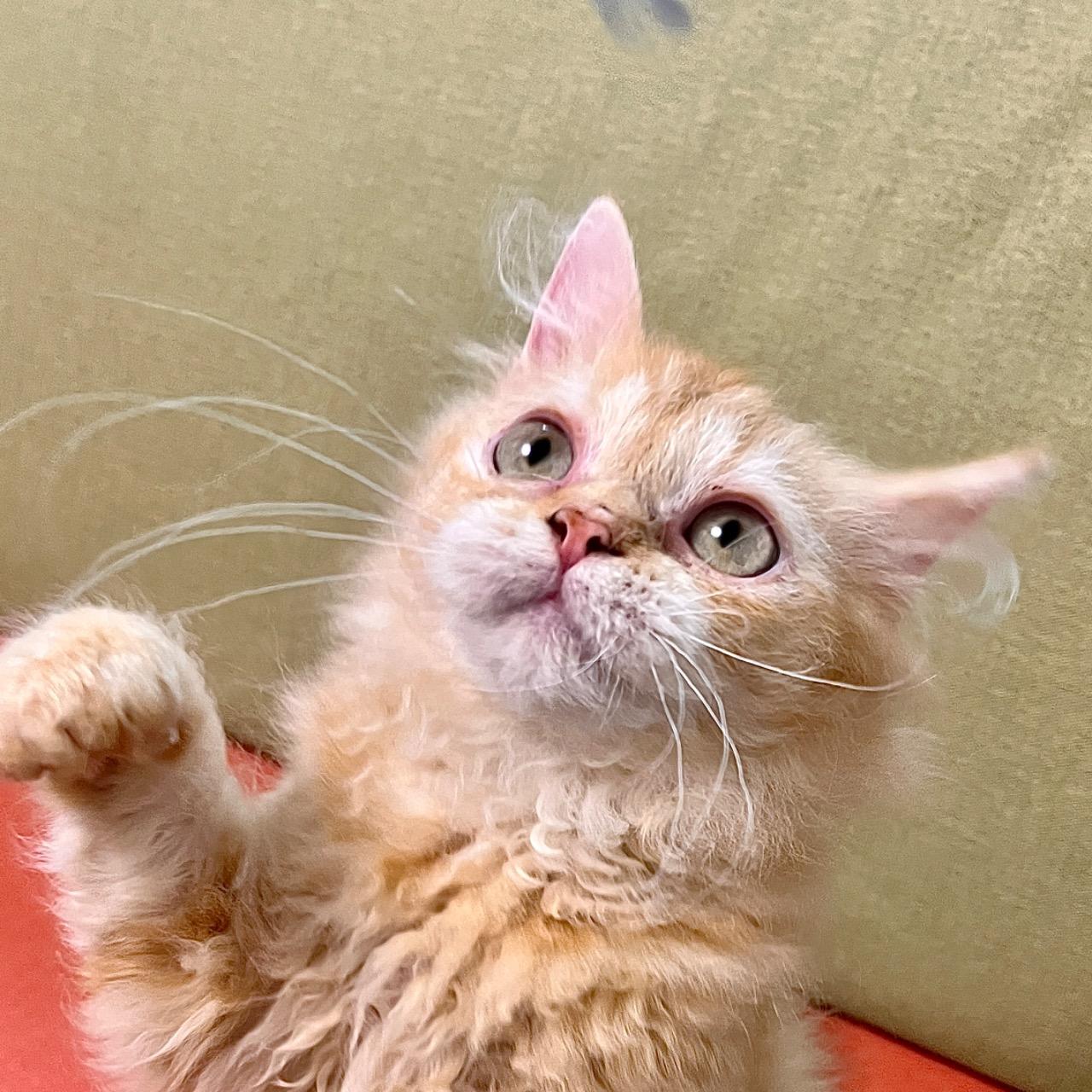 霧唇養貓找小云☁️繽麗貓舍店長 橘色賽爾凱克卷毛貓