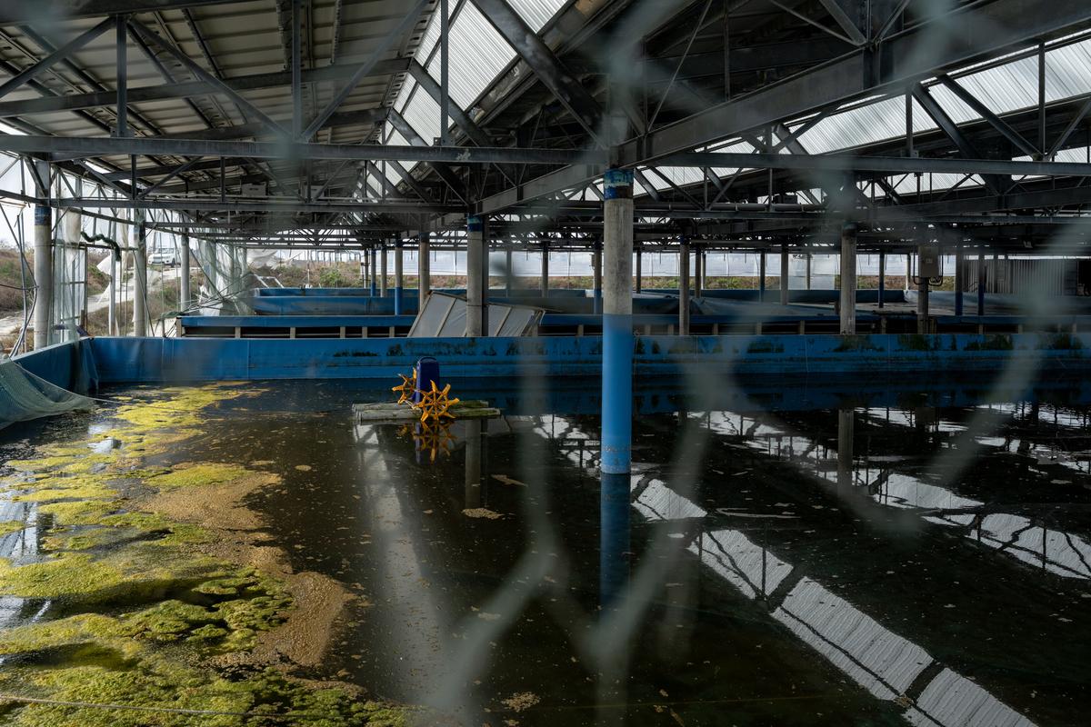 報導者 The Reporter 漁電共生5年，一場瀕臨敗局的政策實驗