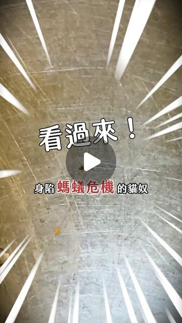 米花一朵花 寵物兩用碗&防蟻餐墊
