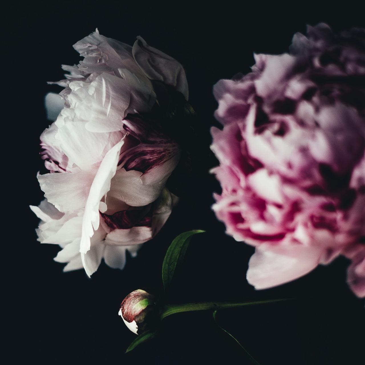 古典花療與順勢療法共性